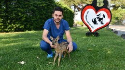 Yaralı karaca sağlığına kavuştu