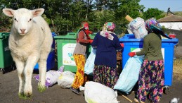 500 kilogram atığa bir KUZU