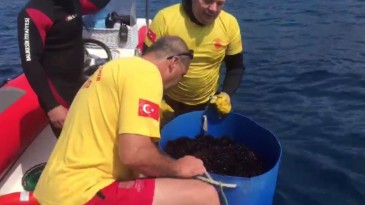 Altınoluk kordonu deniz kestanelerinden arındırıldı