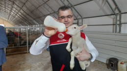 BALIKESİR’DE KÜÇÜKBAŞ HIZ KAZANIYOR