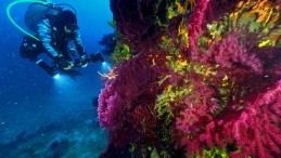 KIRMIZI MERCANLAR SANAT ESERİNE DÖNÜŞÜYOR