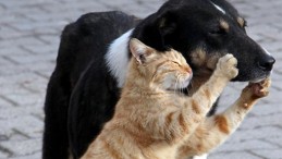 Sokak Hayvanlarına Yönelik Faaliyetler Değerlendirildi