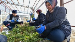 KARESİ KENDİ ÇİÇEKLERİNİ KENDİ ÜRETİYOR