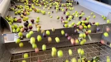 Zeytin yağı nasıl muhafaza edilir?