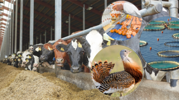 IPARD III PROGRAMI 2025 YILI ÇAĞRI TAKVİMİ YAYIMLANDI / 5 BİN- 3 MİLYON AVRO ARALIĞINDA HİBE DESTEĞİ SAĞLANIYOR