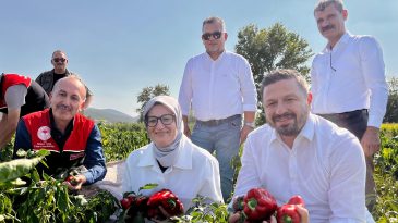 Bigadiç Çekirdekli’de Biber Hasadı Coşkusu