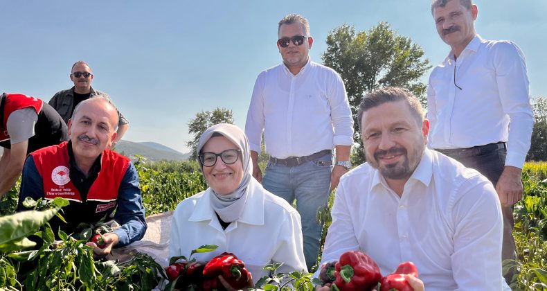 Bigadiç Çekirdekli’de Biber Hasadı Coşkusu