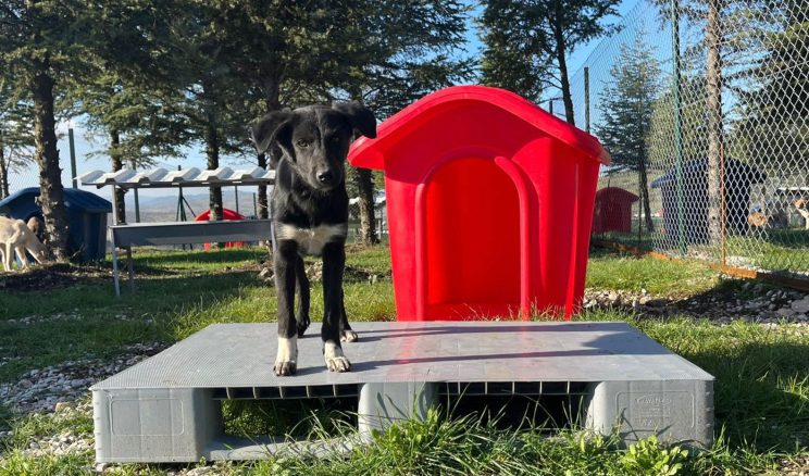 ALTIEYLÜL HAYVAN BARINAĞI TÜM BİRİMLERİYLE FAALİYETE GEÇTİ