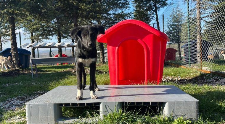 ALTIEYLÜL HAYVAN BARINAĞI TÜM BİRİMLERİYLE FAALİYETE GEÇTİ