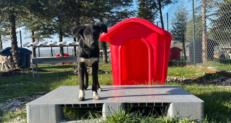 ALTIEYLÜL HAYVAN BARINAĞI TÜM BİRİMLERİYLE FAALİYETE GEÇTİ