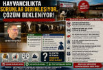 HAYVANCILIKTA SORUNLAR DERİNLEŞİYOR, ÇÖZÜM BEKLENİYOR
