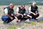 Lavantalar Çiçek Açtı: Kumluca Bal Ormanı Bölgeye Ekonomik Katkı Sağlayacak